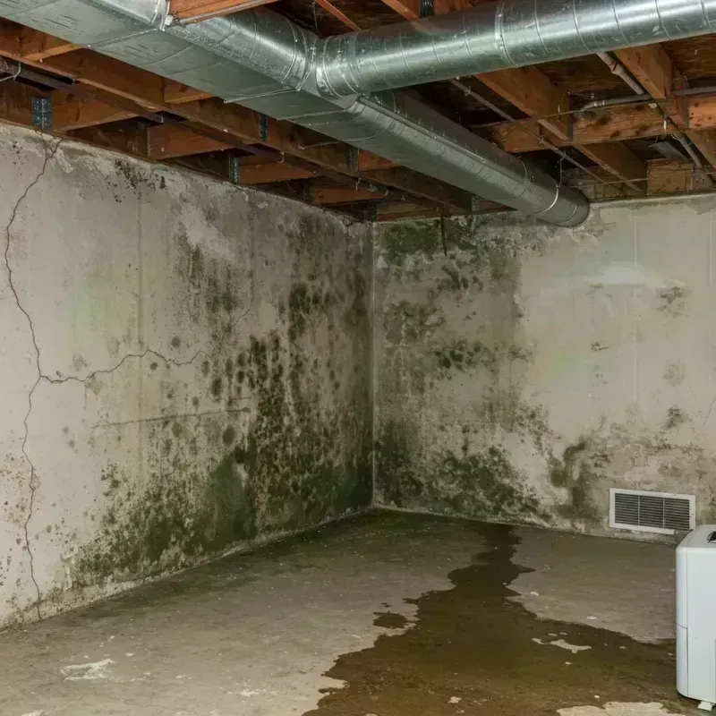 Professional Mold Removal in Channahon, IL